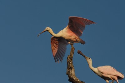 Roseate Spoonbill