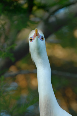 Cattle Egret