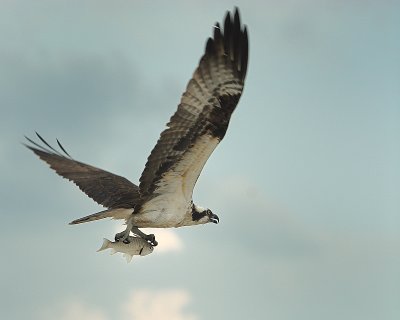 Osprey and I believe the fish is a Spot