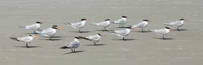 Royal Tern