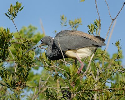 Tricolored Heron