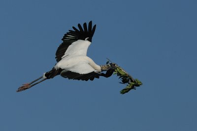 Wood Stork