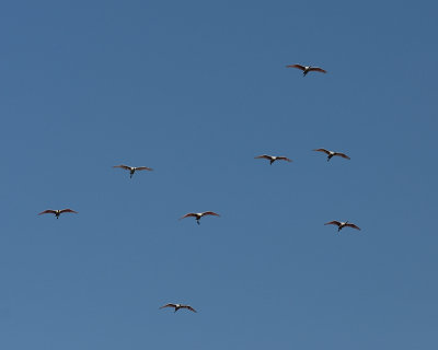 Roseate Spoonbill