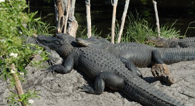 Alligator snuggle