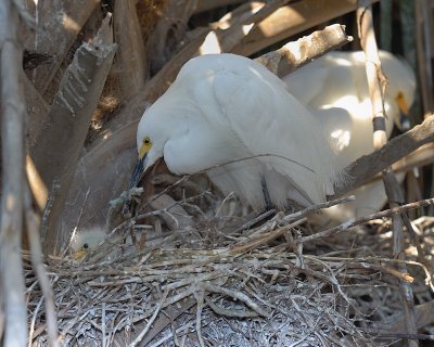 Snowy Egret