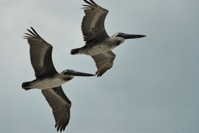 Brown Pelican
