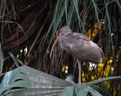 White Ibis immature