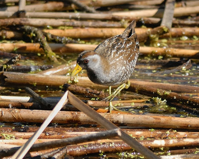 marsh_birds