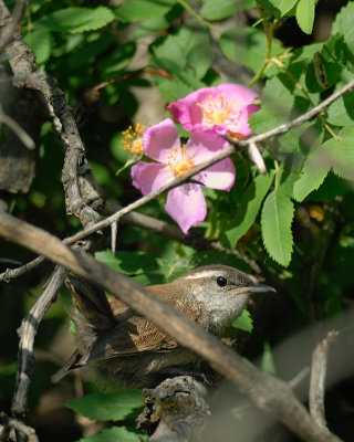 Bewick's Wren and wild rose