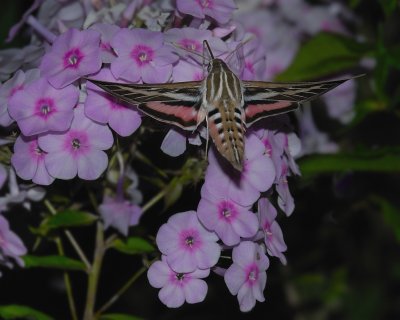 White-lined Sphinx Hummingbird Moths