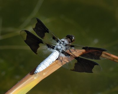 Desert Whitetail dragonfly