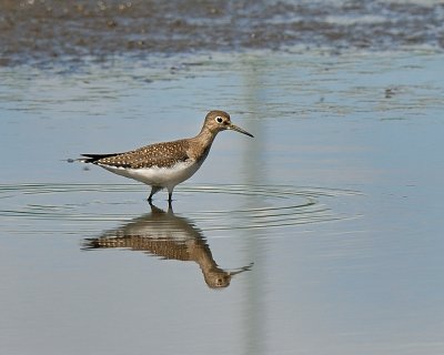 Solitary Sandpiper