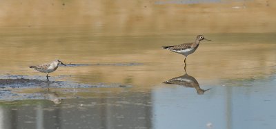 Western and Solitary Sandpipers