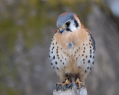 Kestrel male
