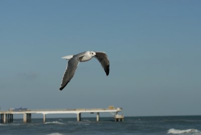 Laughing Gull