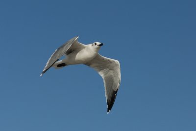 Laughing Gull