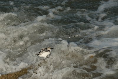 Sanderling