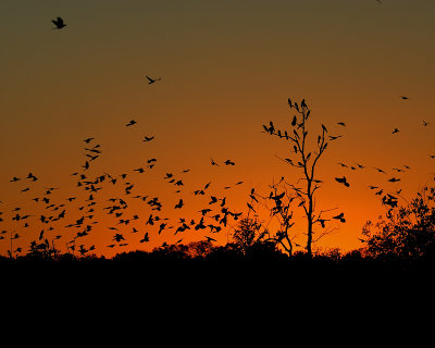 Grackles in the Sunset
