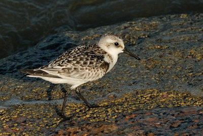 Sanderling