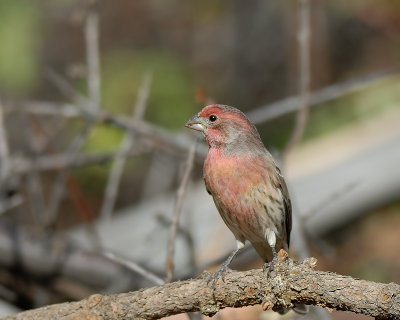 House Finch male