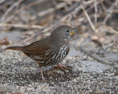 Fox Sparrow