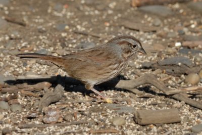 Song Sparrow