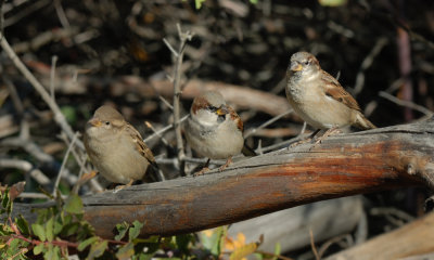 House Sparrows