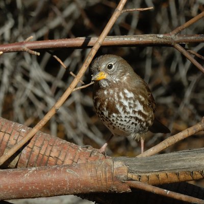 Fox Sparrow