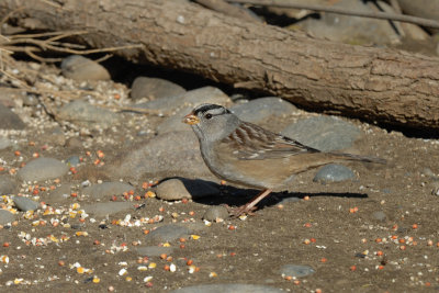 White-crowned Sparrow