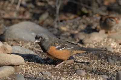 Spotted Towhee