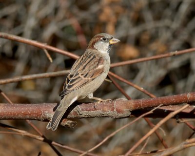 House Sparrow male