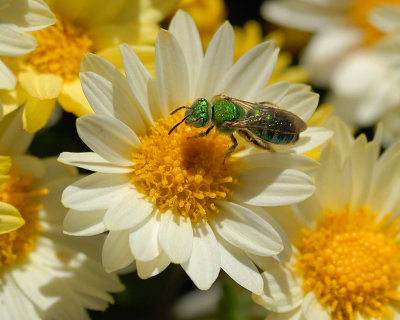 Sweat Bee ?