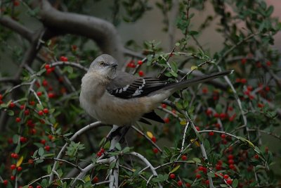 Northern Mockingbird