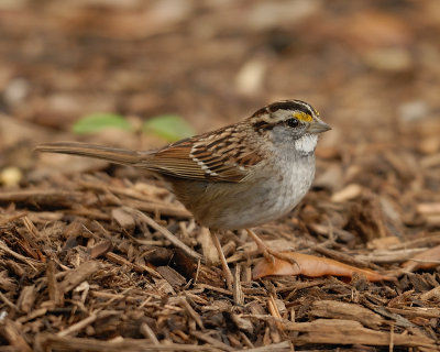 White-throated Sparrow tan-striped variety