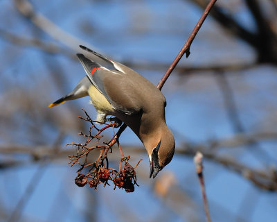 waxwings