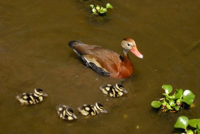 Black-bellied Whistling Duck and ducklings