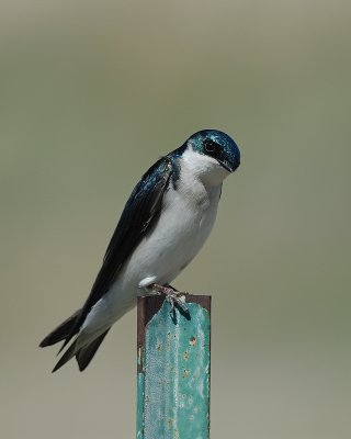 Tree Swallow