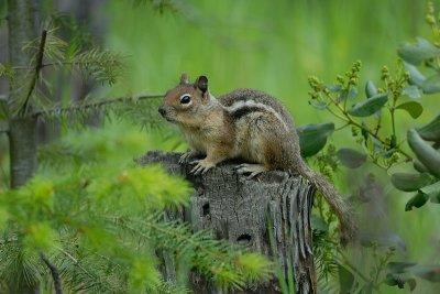 Gold-manteled Ground Squirrel