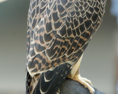 Pallid Cassini Peregrine