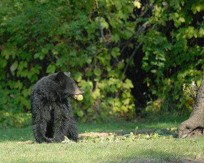 Black Bear