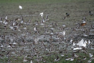 Dunlin