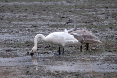 Trumpeter Swan adult and immature