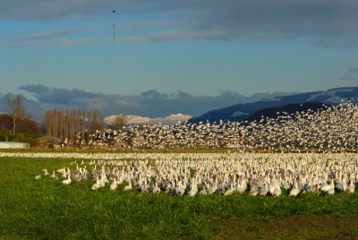 Why do Snow Geese Fly?