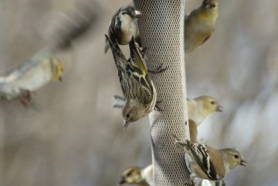 Pine Siskin