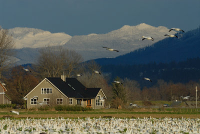 Snow Geese