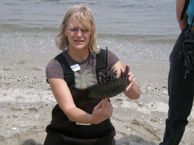 Horseshoe Crab Chat