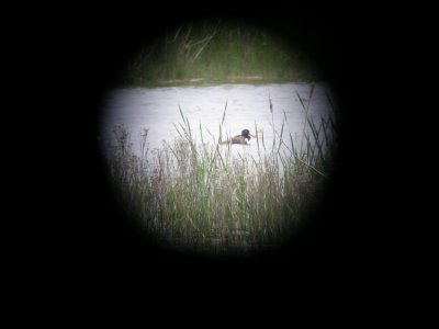American Oyster Catcher
