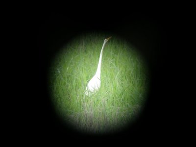 Great White Egret