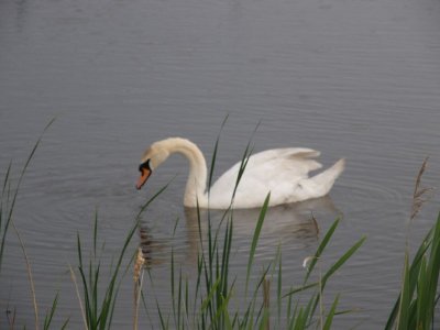 Mute Swan