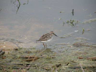 Least Sandpiper